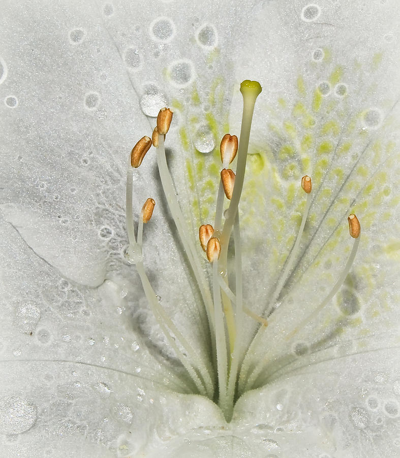 Look Inside A White Azalea Photograph by Tammy Schneider