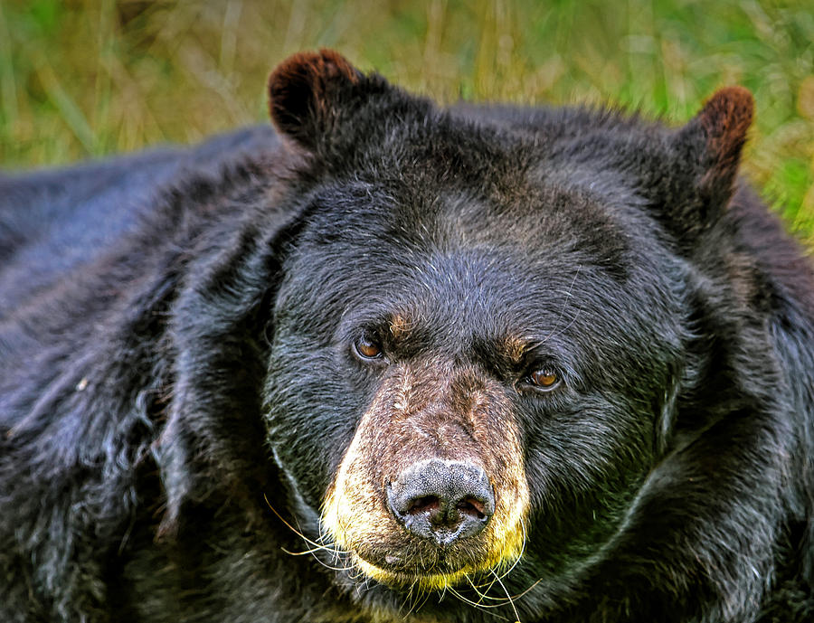 Look into a bear Photograph by Jim Boardman