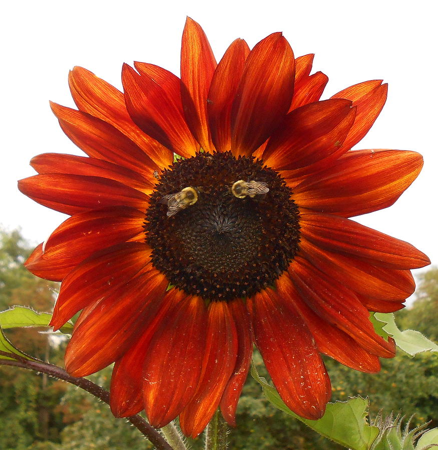 Sunflower Photograph - Look Into My Eyes by Diannah Lynch