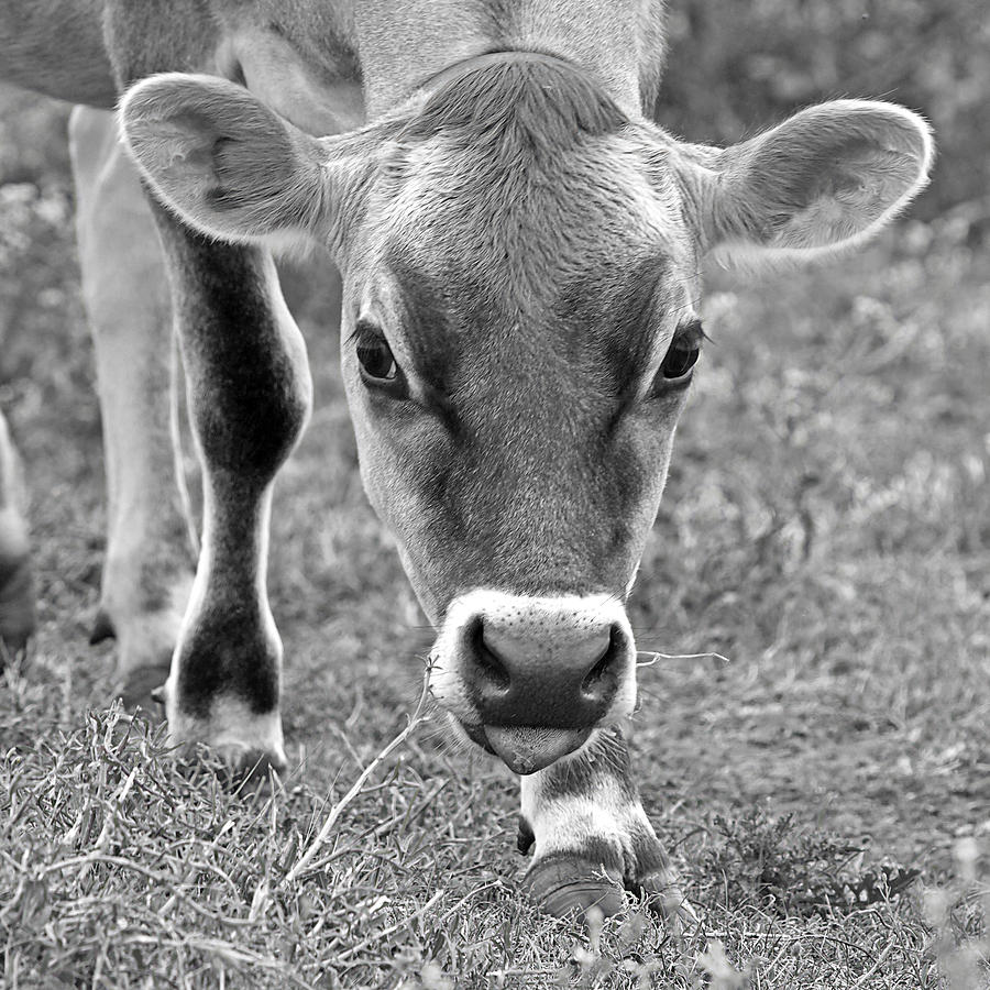Look Into My Eyes - Jersey Cow BW Photograph by Gill Billington