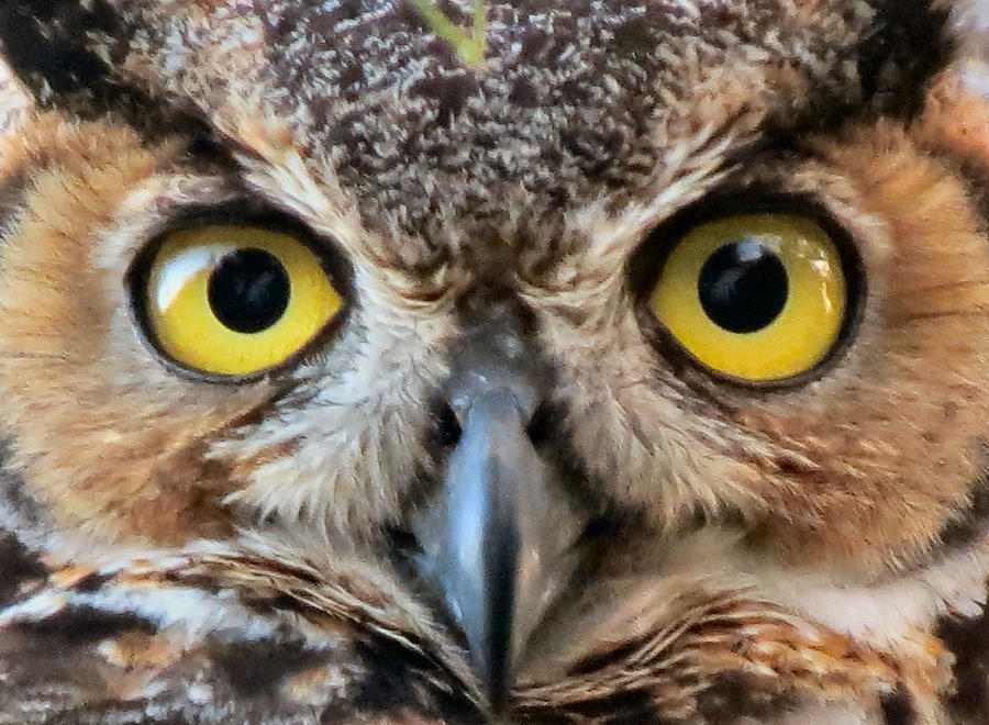 Look Into My Eyes Photograph By Kent Dunning