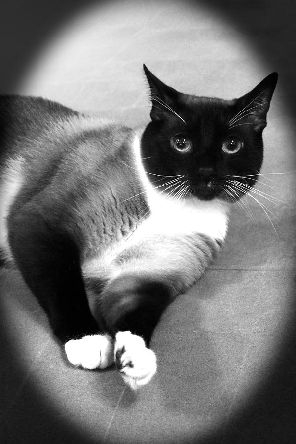 Cat Photograph - Look Into My Eyes by Lorna Rose Marie Mills DBA  Lorna Rogers Photography