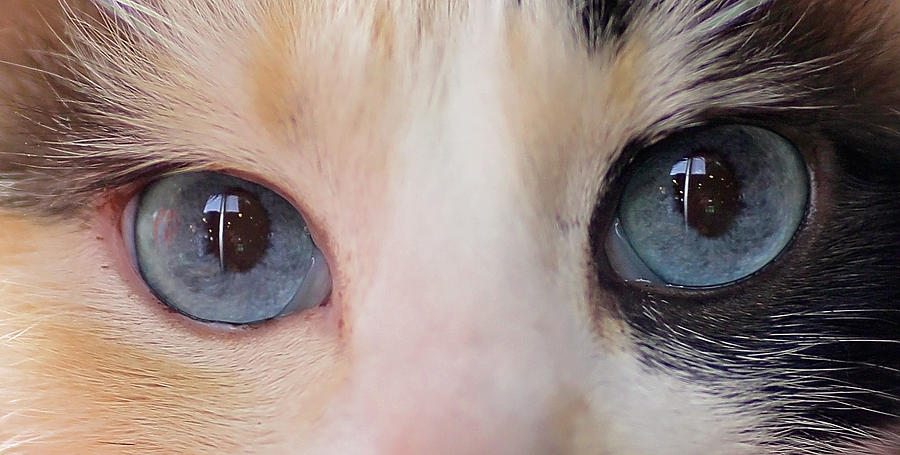 Cat Photograph - Look Into My Eyes by Rebecca Cozart