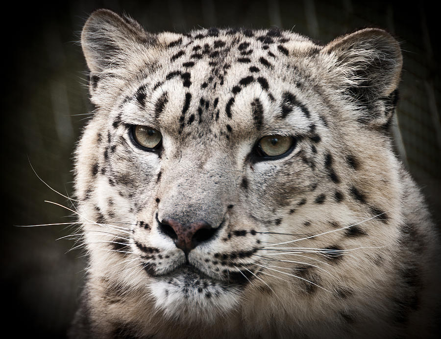 Nature Photograph - Look into my leopard eyes by Chris Boulton