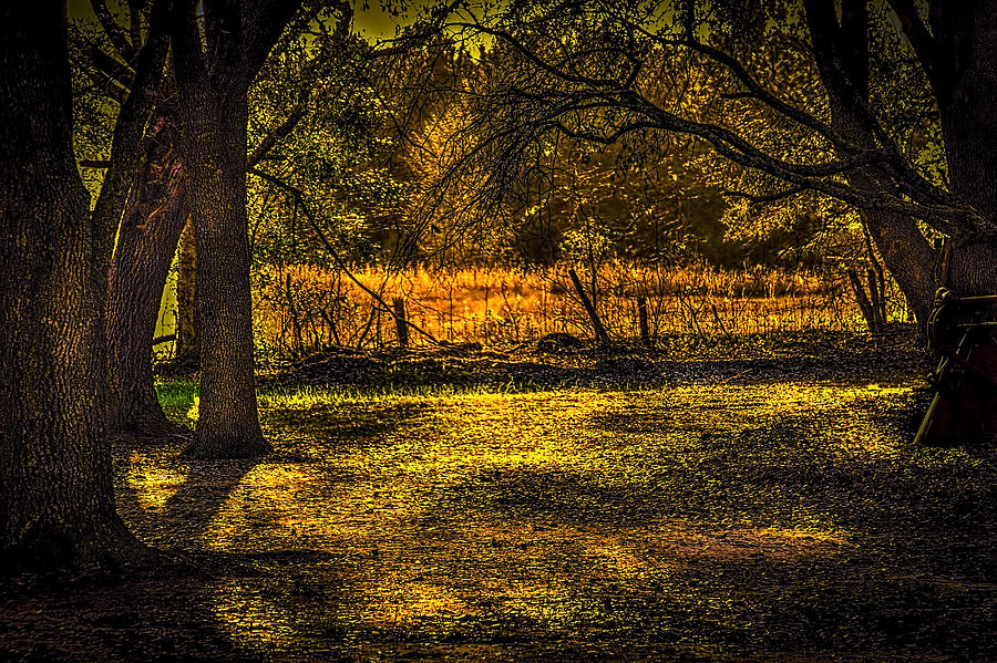 Look into the Golden Light Photograph by Marvin Spates