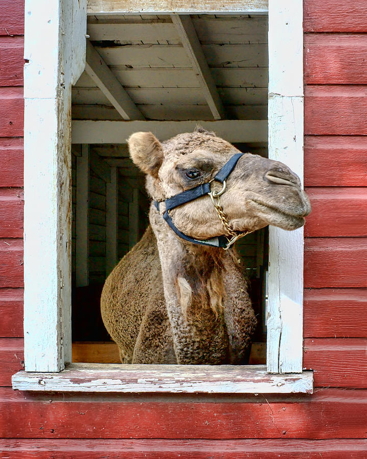 Camel Photograph - Look Left by Nikolyn McDonald
