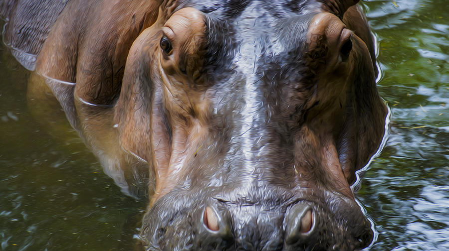 Hippopotamus Photograph - Look me in the eyes by Aged Pixel