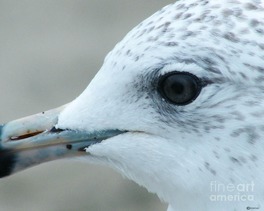 Look of a Seagull Photograph by Lizi Beard-Ward