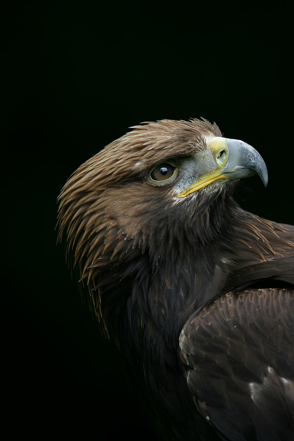 Look of the Eagle Photograph by Kevin Sawford | Fine Art America