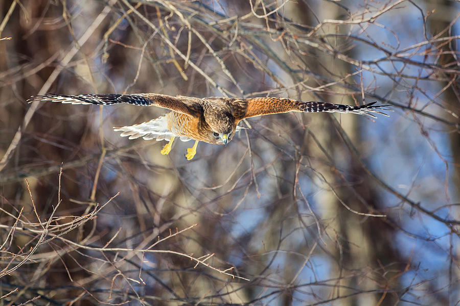 Hawk Photograph - Look Out Below by Bill Wakeley