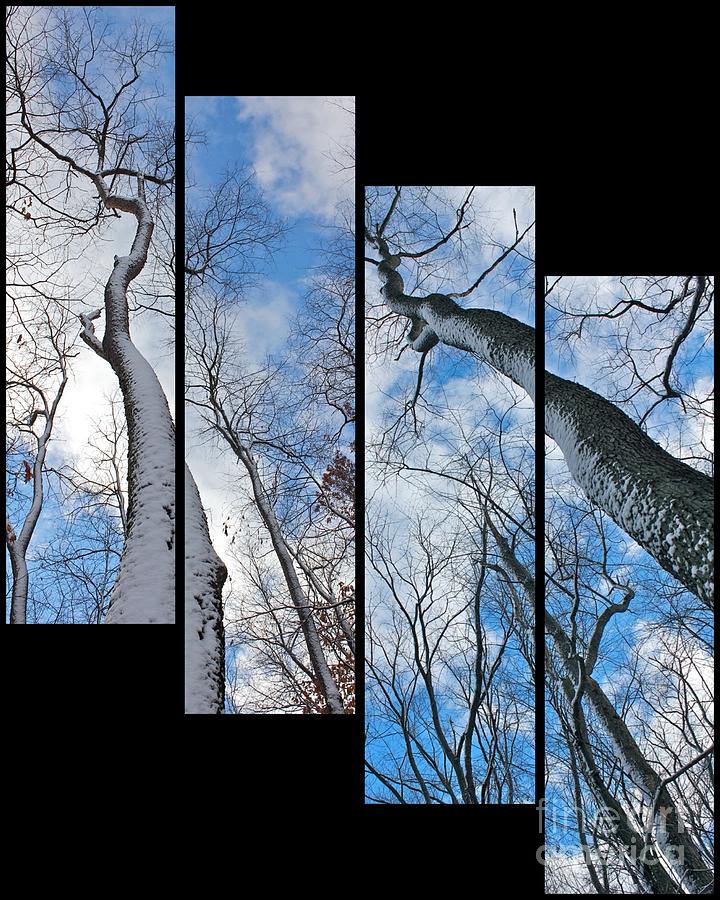 Nature Photograph - Look up at the Trees-collage by Marie Spence