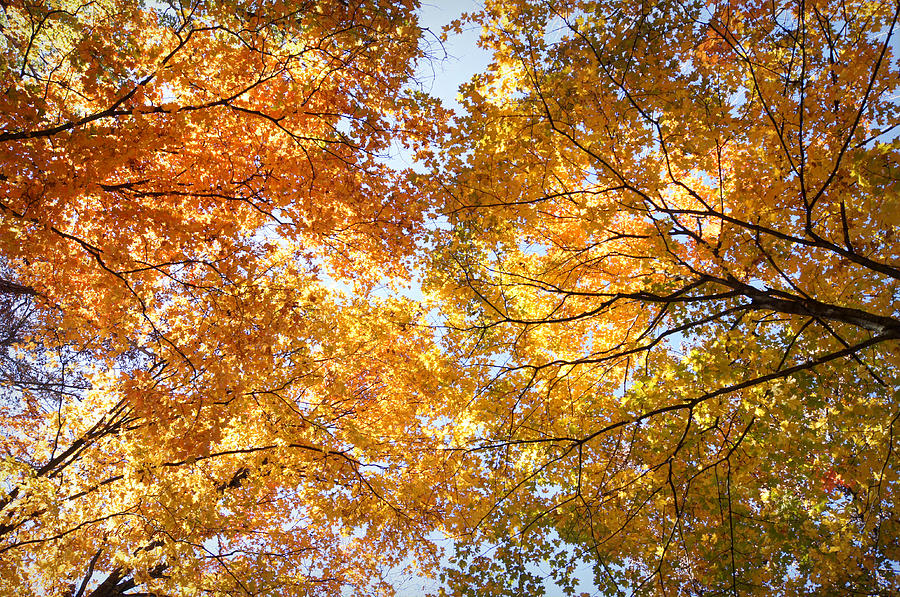 Fall Photograph - Look Up by Cricket Hackmann
