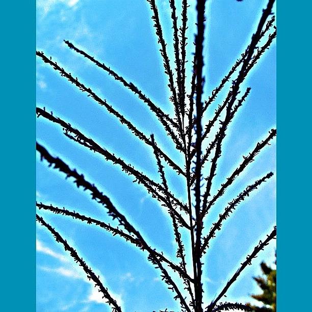Nature Photograph - Look Up To The Sky by Katie Phillips