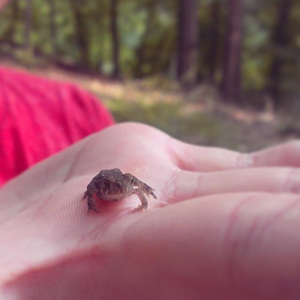Nature Photograph - Look Who We Found! #tiny # Frog #hop by Joseph Vumbaco