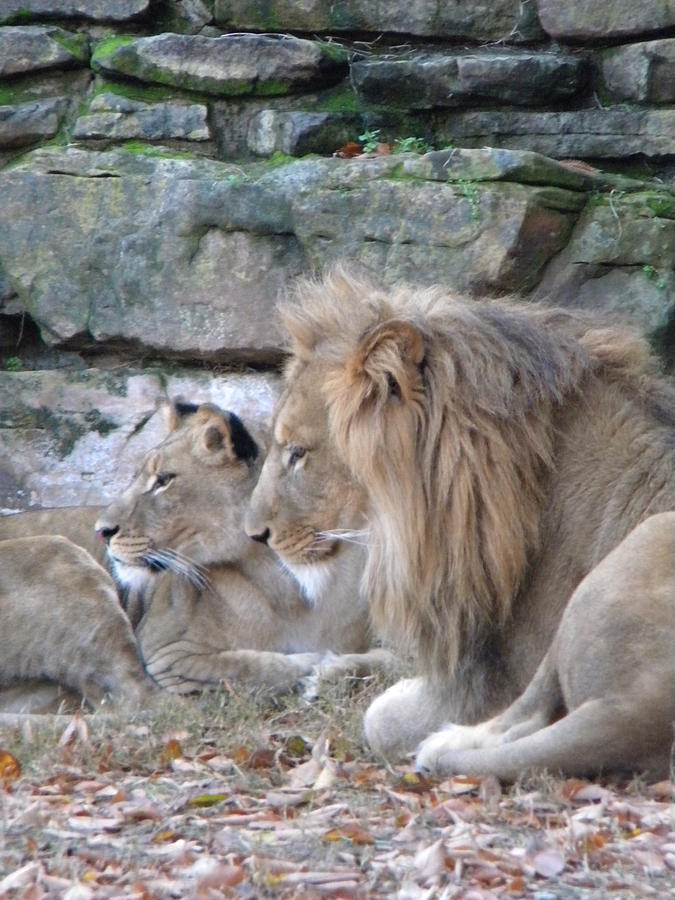 Lookee Lions Photograph by Amanda Eberly