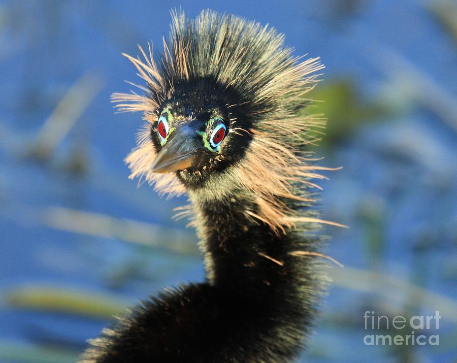 Everglades National Park Photograph - Lookin At You by Adam Jewell