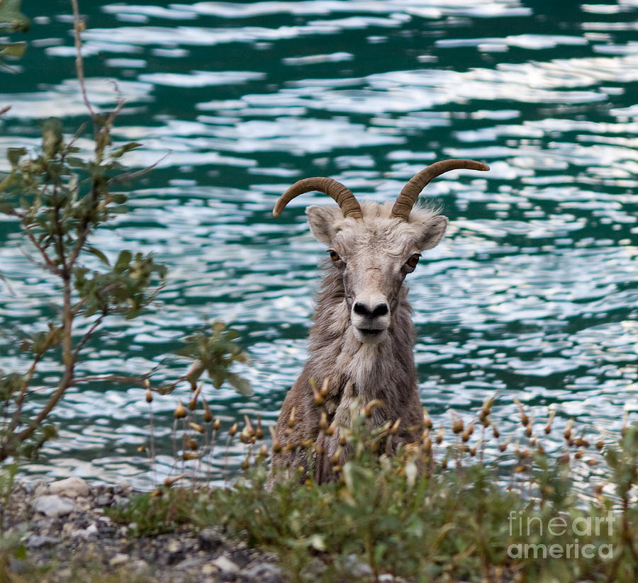 Goat Photograph - Lookin At You by Tara Lynn