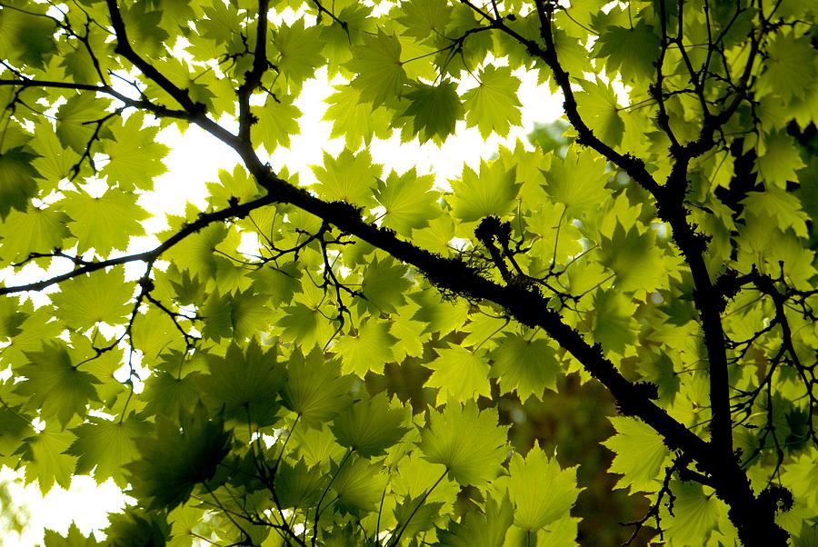 Lookin' Up Photograph by Joni Potekhen - Fine Art America