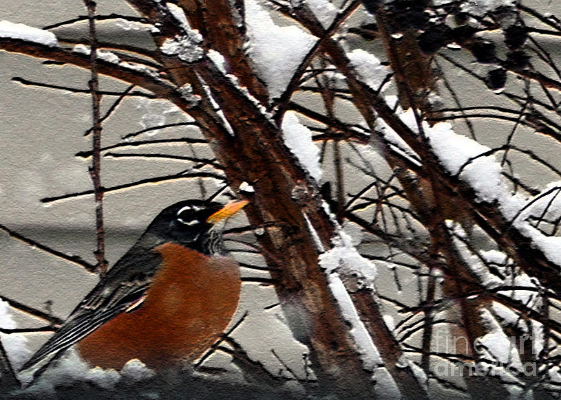 Looking at Robin Through A Winters Pane Photograph by Lydia Holly