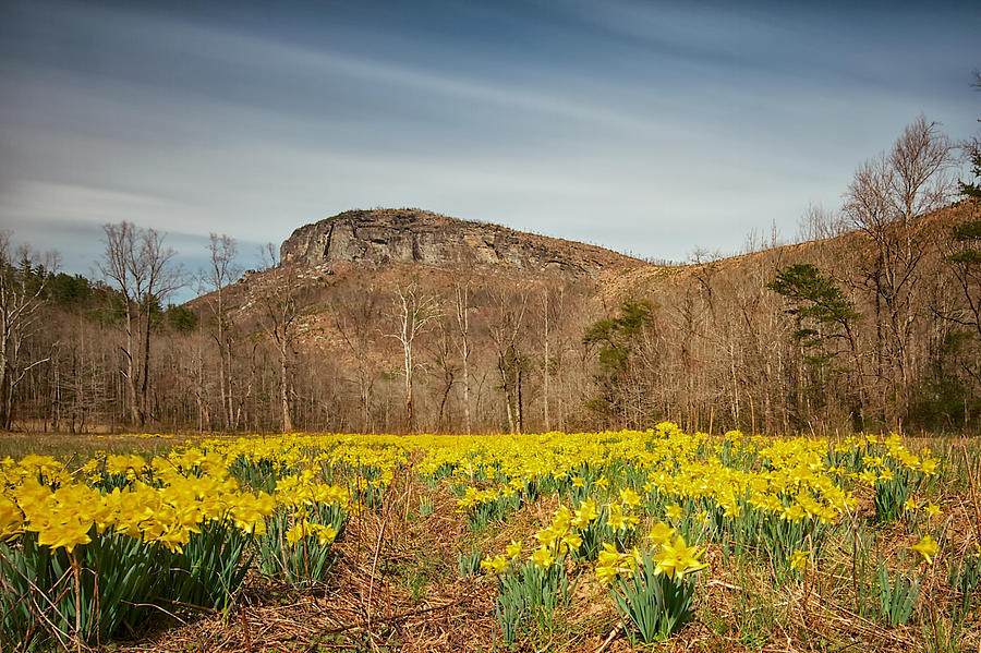 Looking at Shortoff Mountain through the Daffodils by Mark Steven Houser Looking at Shortoff Mountain through the Daffodils by Mark Steven Houser