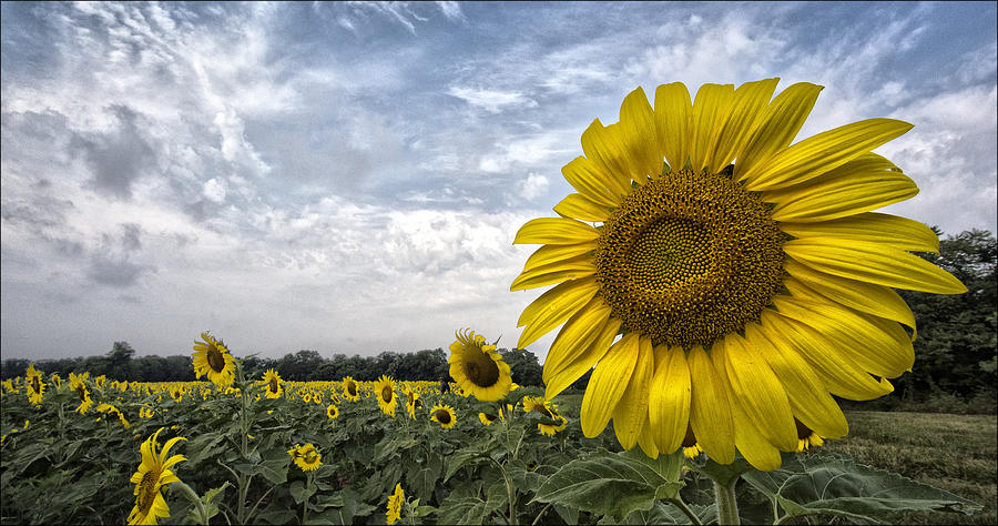 Sunflower Photograph - Looking at the Sun by Robert Fawcett