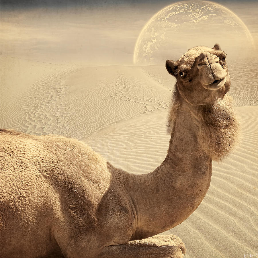 Camel Digital Art - Looking At Ya by Lourry Legarde