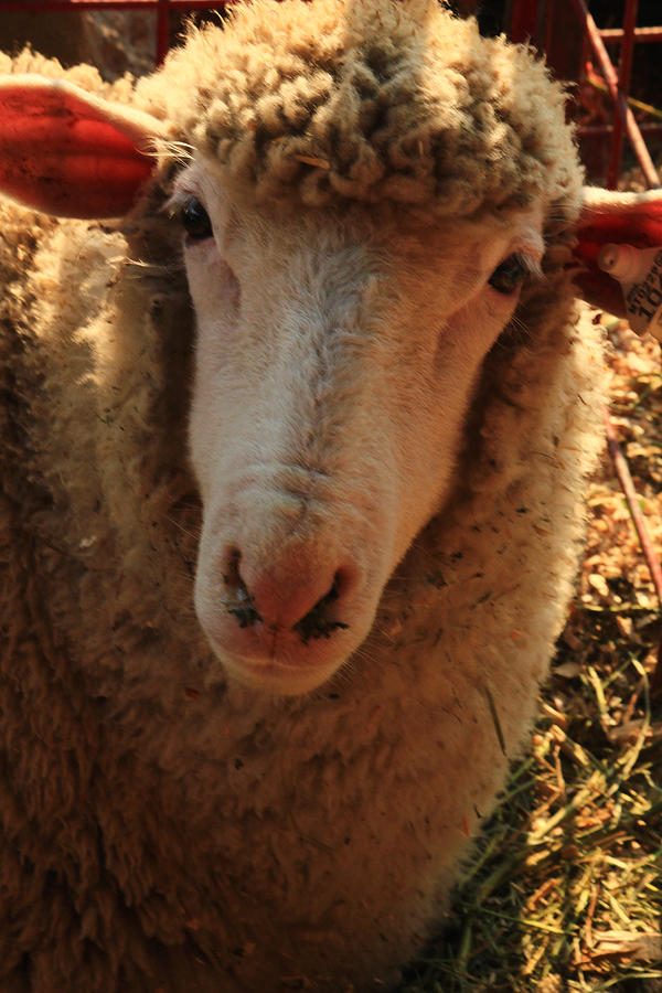 Sheep Photograph - Looking at You #3 by Jim Cotton