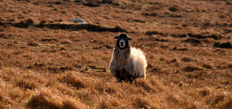 Sheep Photograph - Looking at you by Barbara Walsh