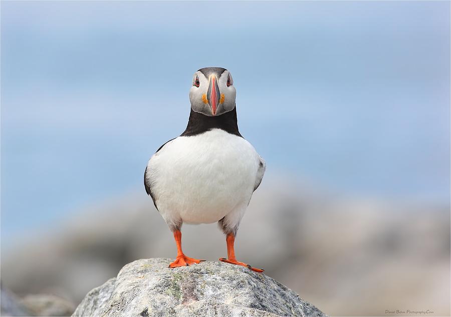 Puffin Photograph - Looking at You by Daniel Behm