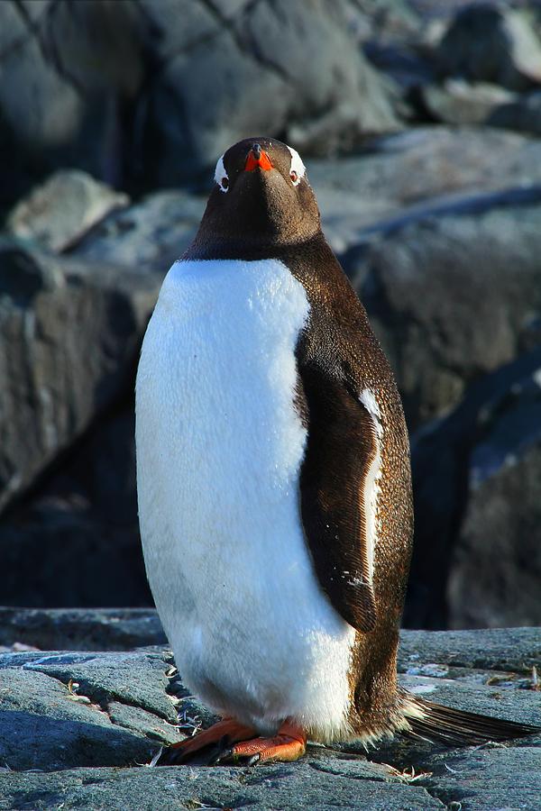 Penguin Photograph - Looking At You by FireFlux Studios