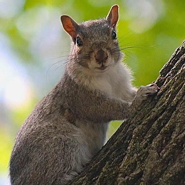 Squirrel Photograph - Looking At You! #squirrel #tree by Lisa Thomas