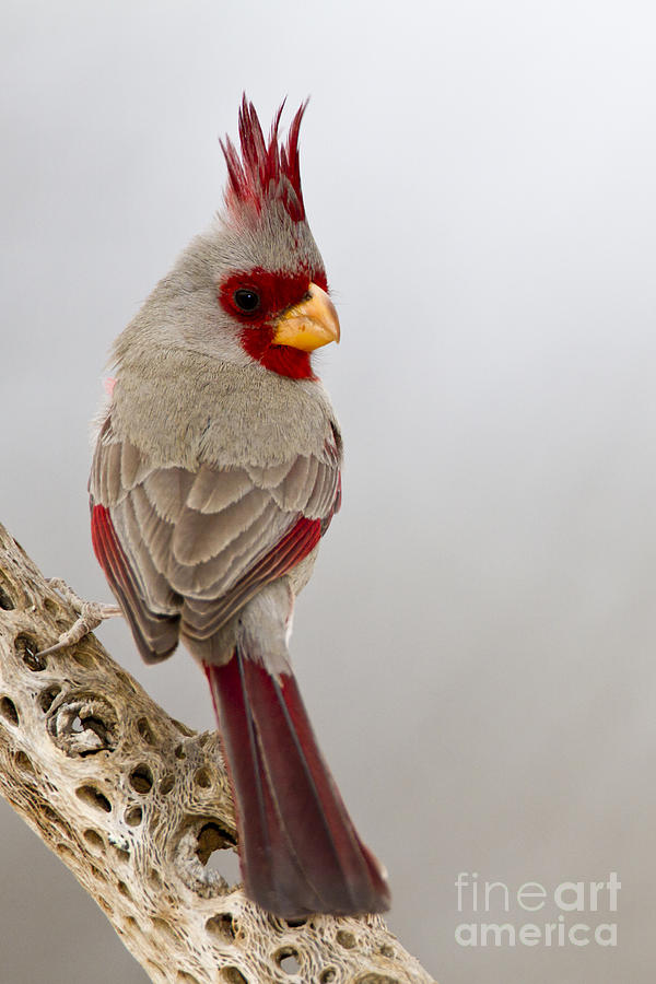 Looking back Pyrrhuloxia Photograph by Bryan Keil