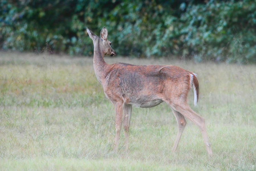 Looking Back - Deer - Wildlife Photograph by Jai Johnson