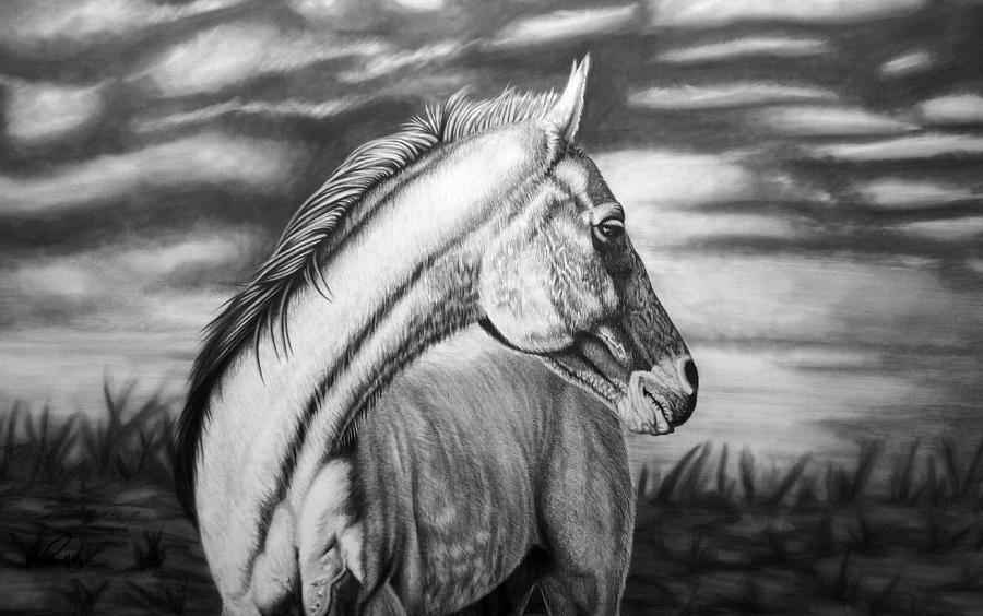 Horse Drawing - Looking Back by Glen Powell
