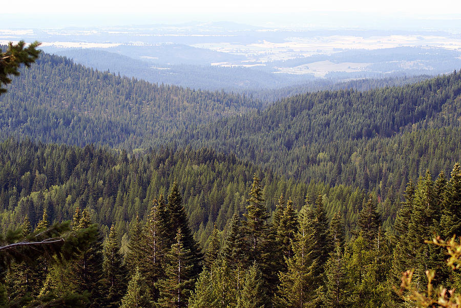 Looking down from Mount Spokane Photograph by Ben Upham III