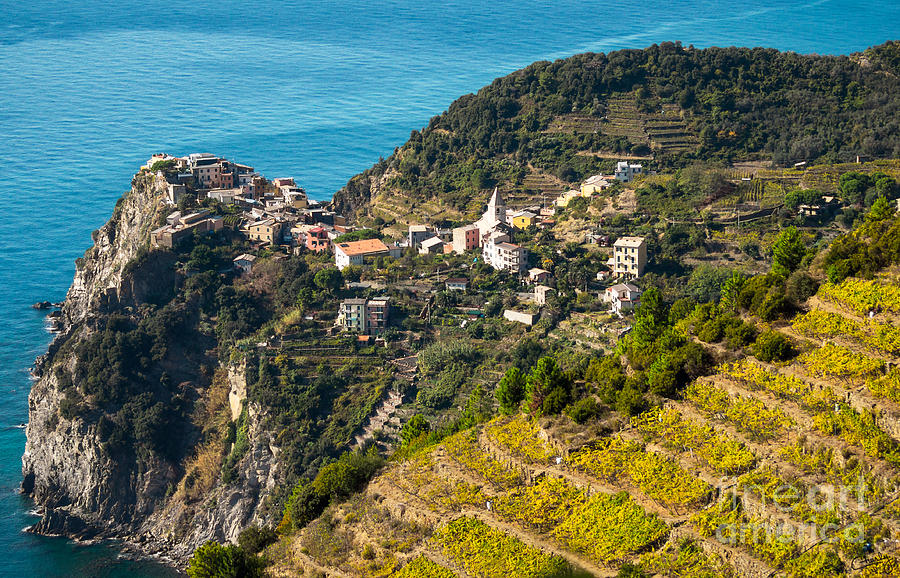 Tree Photograph - Looking Down onto Corniglia by Prints of Italy