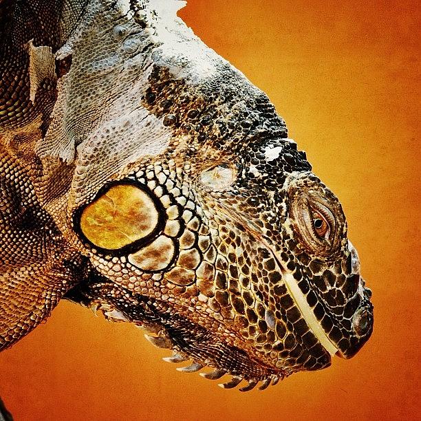 Reptile Photograph - Looking Down...  by Tanya Sperling