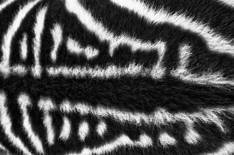 Looking Down Upon a Zebra Photograph by Mary Lee Dereske