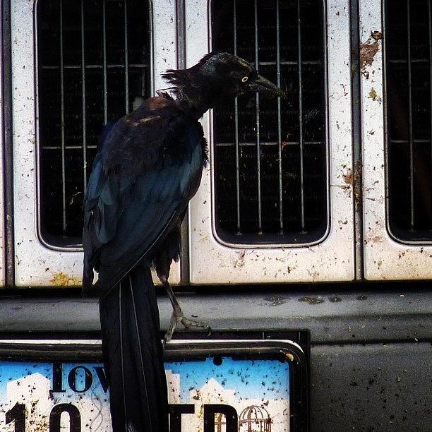 Bird Photograph - Looking For A Meal #bird #texas by J Z