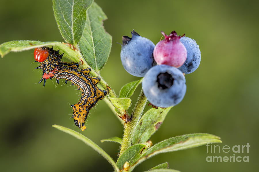 Looking For Blueberries Photograph by Timothy Hacker
