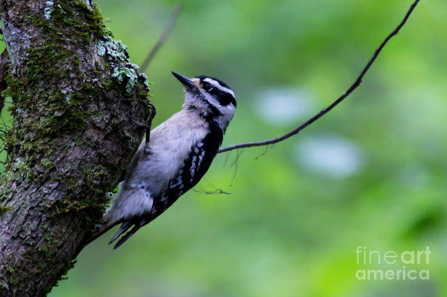 Woodpecker Photograph - Looking for Dinner by Meredith Moore