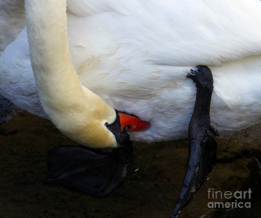 Swan Photograph - Looking for her Feet  by Steven Digman