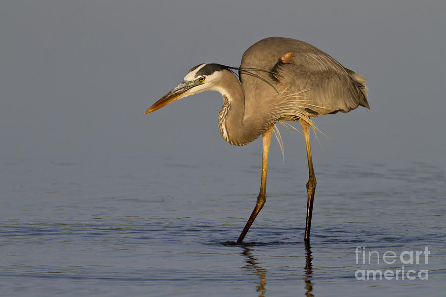 Heron Photograph - Looking for lunch by Bryan Keil
