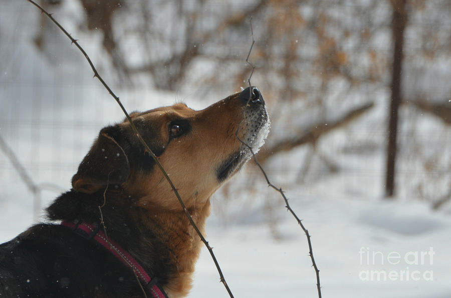 Winter Photograph - Looking for Squirrels by Lila Fisher-Wenzel