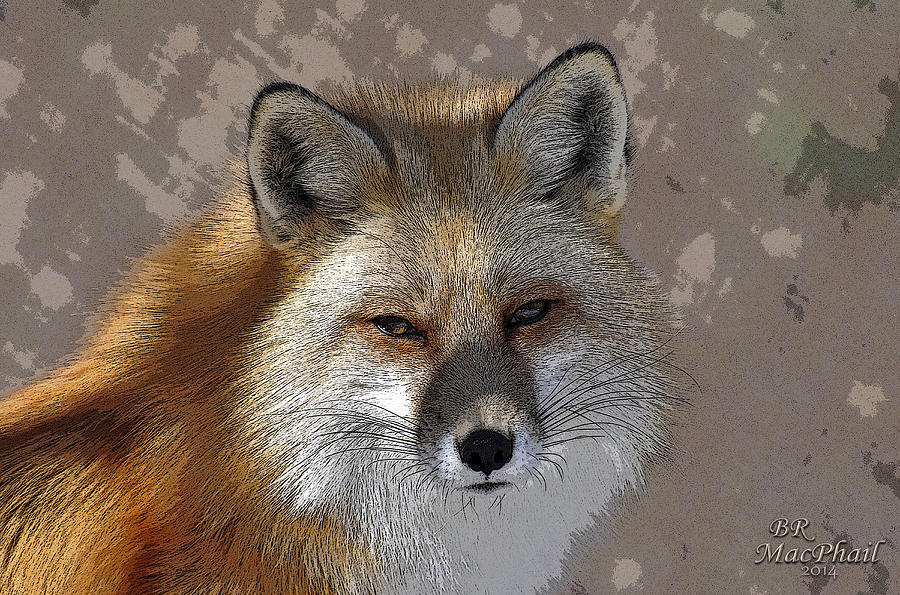 Looking Foxy Photograph by Barbara R MacPhail