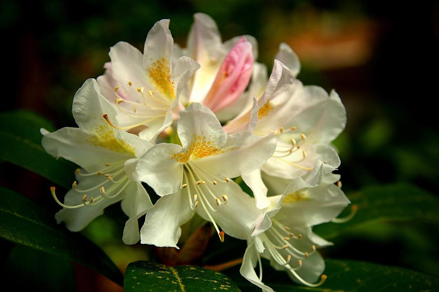 Flower Photograph - Looking beautiful by Lynn Hopwood
