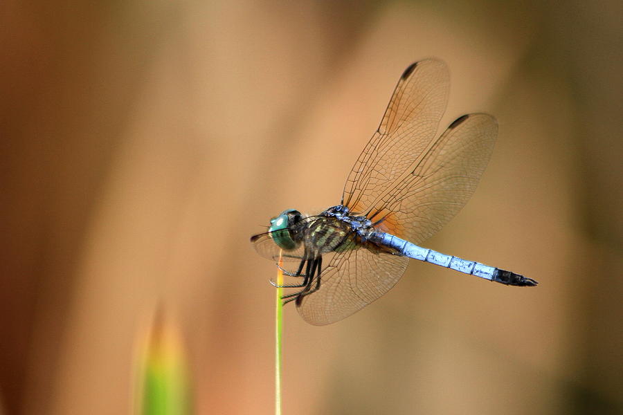 Dragonfly After Metamorphosis Holding On Wildlife Art Photograph by Reid Callaway