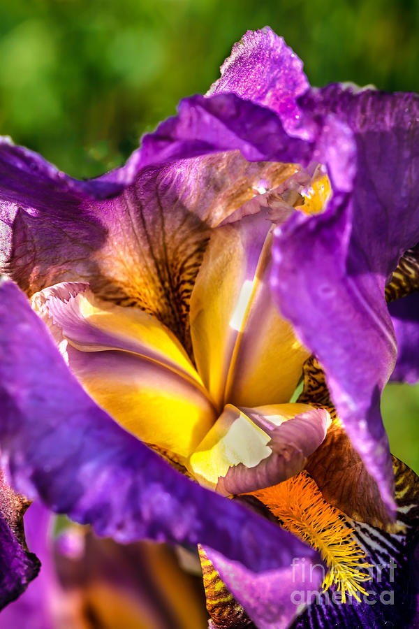 Looking Inside The Iris Photograph by Robert Bales