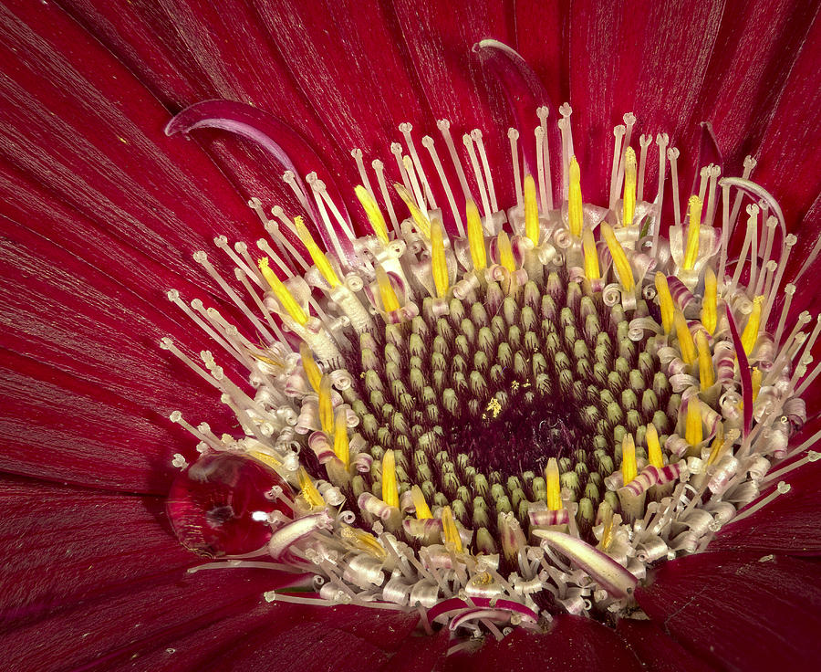 Looking into a Gerbera Photograph by Jean Noren