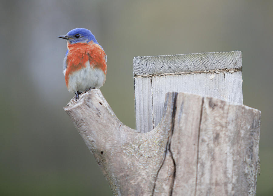 Bluebird Photograph - Looking Left by John Crothers